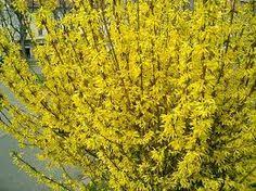 Forsitija Karl Sax Forsythia Pruning Shrubs Shrubs