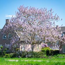 Image result for Tipuana