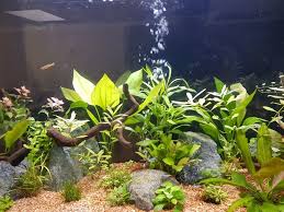 Pin By Adam W On Freshwater Aquascape Fish Tank Aquarium Fish Aquascape Aquarium