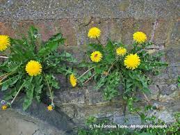 Dried mix of plantain, sow thistle and false dandelion i have the answer to your problem with finding nutritious edible weeds for your sulcatas diet. Browse And Search The Tortoise Table Plant Database