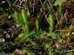 Image result for Lycopodiella caroliniana