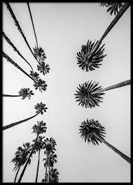Black And White Model Poster Palm Trees Above Poster Online Wall Art Black And White Wall Art Poster Prints