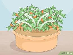 Goldfish plant care and picture of this amazing house plant. Columnea Gloriosa Pflegen 10 Schritte Mit Bildern Wikihow