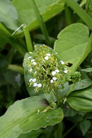 Image result for Aneilema pedunculosum