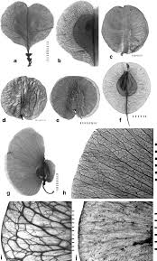 Image result for Holubia saccata