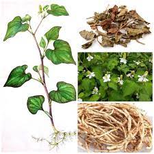 微寒 魚腥草 houttuynia cordata also known as fish mint rainbow plant chameleon plant heart leaf fish wort 蕺菜 名醫別錄 魚腥草 本草綱目 狗貼耳 廣東梅縣 側耳根 四川 雲南 plants herbs
