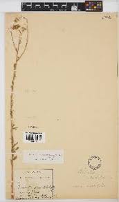 Image result for Nidorella welwitschii