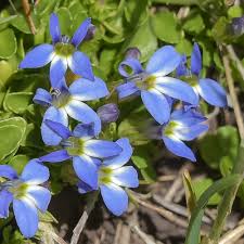 Image result for Lobelia livingstoniana