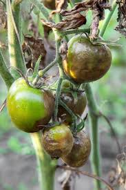Under humid conditions, lesions become brown and pathogen sporulation can be seen. Are Blight Infected Tomatoes Edible Growing Tomato Plants Tomato Blight Treatment Tomato Blight