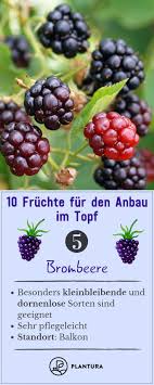 10 Fruchte Fur Den Anbau Im Topf 10 Fruchte Fur Den Anbau Im Topf Brombeere Bei Der Schnellwachsenden Br Brombeeren Wintergemuse Anbauen Brombeeren Pflanzen