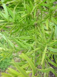 Customers also viewed these products. Podocarpus Gracillior Fern Pine Tauranga Tree Co