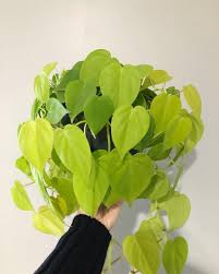 Philodendron Cordatum Lemon Lime Plants Trees To Plant Philodendron