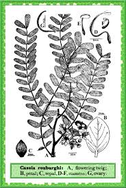 Image result for Cassia roxburghii