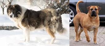 Guardian judah ~ brindle south african boerboel mastiff puppy. Caucasian Shepherd Vs Boerboel Breed Comparison