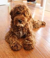 Australian Labradoodle Puppies Available Oregon And Washington Breeder Labradoodle Puppy Australian Labradoodle Australian Labradoodle Puppies