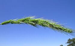 Image result for Echinochloa brevipedicellata