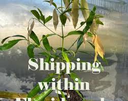 Image result for Garcinia sp. 1.