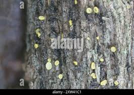 Image result for Chlorosplenium chlora