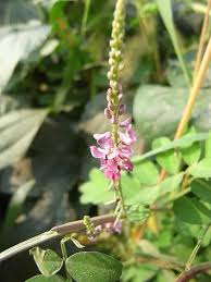 Image result for Indigofera adenoides