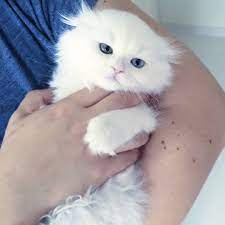 nadir bulunan odd eyes cift renk gozlu mavi sari scottishfold longhair teslime hazir arminamiz icin dm den bilgi alabilirsiniz bir
