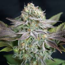 Acheter Ici Blue Dream Graines Feminisees De Garden Of Green