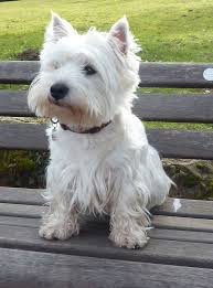 Bilderesultat for west highland white terrier