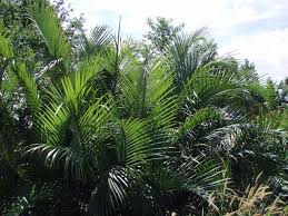 Read color manga in english online. Pokok Nipah In English Pohon Nipah Hanyut Jadi Penyelamat Mangsa Bot Karam