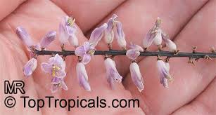 Image result for Cordyline stricta