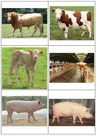 Découvrez nos petites annonces d' animaux de la ferme à vendre ou adopter sur paruvendu.fr. Animaux Ferme Infrastructures Et Animaux