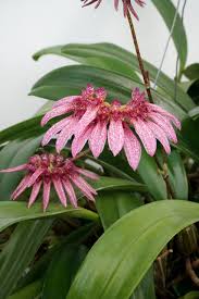 Image result for Bulbophyllum burttii