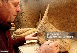 132 Fossils Underground Stock Photos, High-Res Pictures, and Images