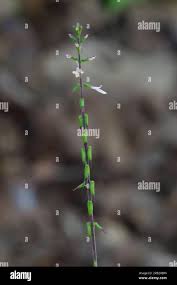 Image result for Radinosiphon leptostachya