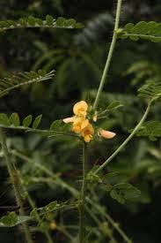 Image result for Aeschynomene elaphroxylon