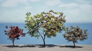 Image result for Combretum kraussii