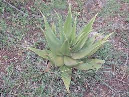 Image result for Aloe volkensii