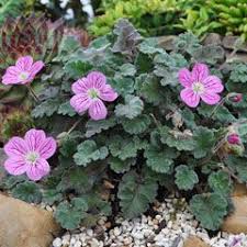 The 11 best fairy garden ideas. Miniature Plants Trees Miniature Gardening