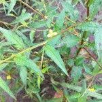 Image result for Ludwigia erecta