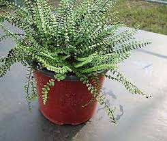 Image result for sleziník Asplenium