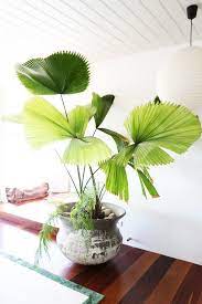We did not find results for: Wohnidee Riesige Grunpflanzen Im Wohnbereich Dekoration Plant Decor Indoor Indoor Plants Plants