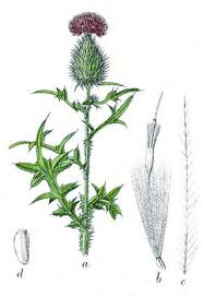 Image result for Cirsium