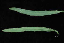 Image result for Litogyne gariepina