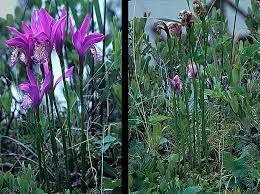 Image result for Bulbostylis megastachys