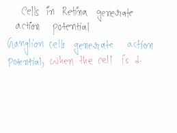 Myriad Roles For Gap Junctions In Retinal Circuits By Stuart Trenholm And  Gautam B. Awatramani – Webvision