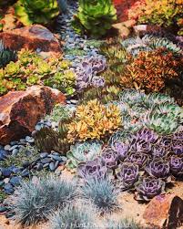 Https Www Instagram Com P Bh5pt1ua882 Sukkulenten Garten
