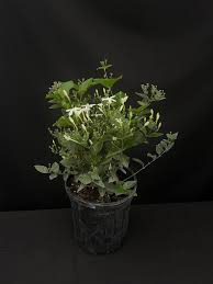 Image result for Jasminum meyeri-johannis