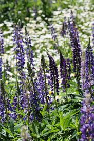 This position will focus on electrical with expertise to perform preventative maintenance, troubleshooting/diagnostic as well as repair maintenance work to… Purple Flowers Reno Nv Photo Taken By Natalie Lumbo Purple Flowers Nevada Homes Photo