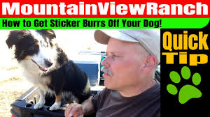 Trying to remove multiple burrs with a sweep of the hand or using a metal comb or a dog brush with bristles can embed the burrs further into your dog's coat and press them into the skin. How To Get Sticker Burrs Off Your Dog Ranch Quick Tip Youtube
