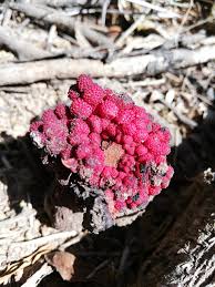 Image result for Sarcophyte