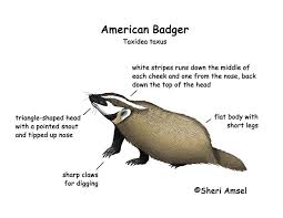 Badger are back at ash ridge winery for the 2021 bridge pa wine festival on january 23rd. Badger American