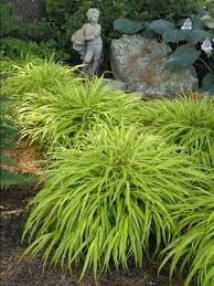 This plant is no longer for sale directly from terra nova® nurseries. Hakonecholoa Macra Aureola Japanese Forest Grass Shade Plants Shade Grass Shade Garden Plants